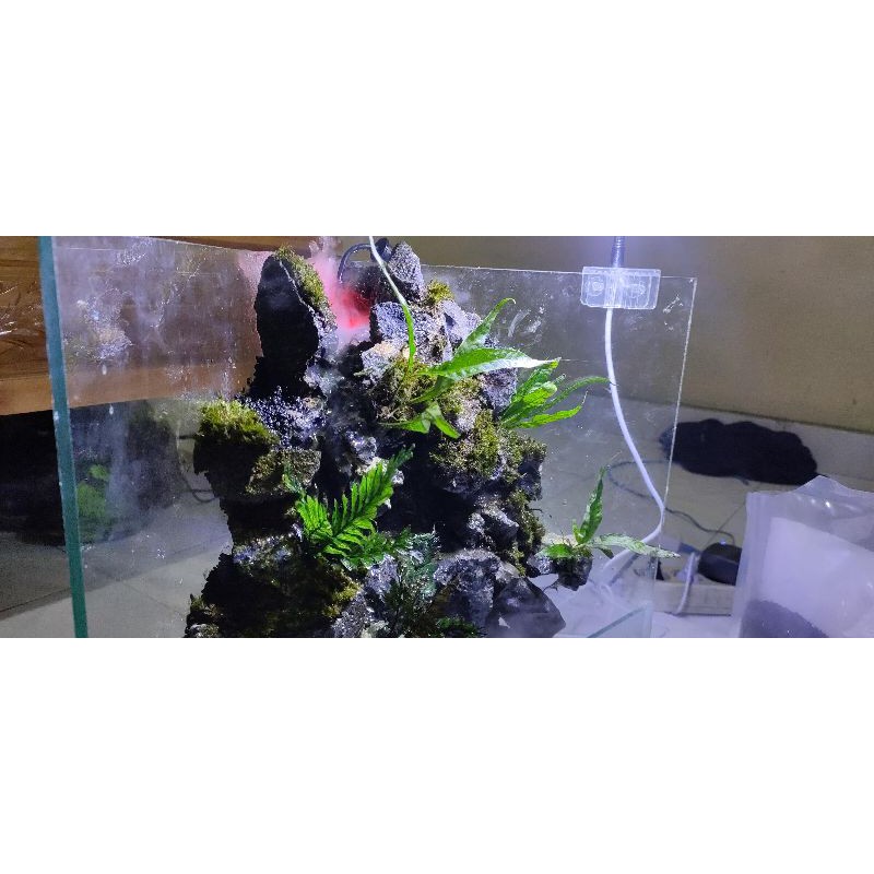 mini PALUDARIUM