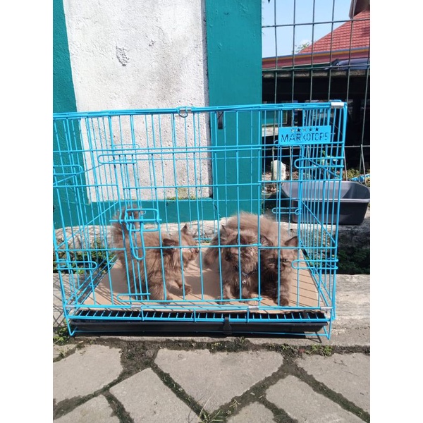 Kucing Himalaya Coklat Langka