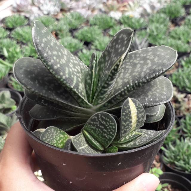 Gasteria