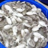 

Sontong Sotong Fresh