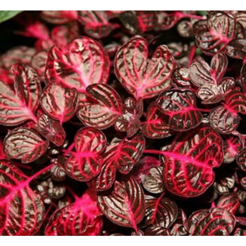 tanaman hias bayam merah/bayam miana