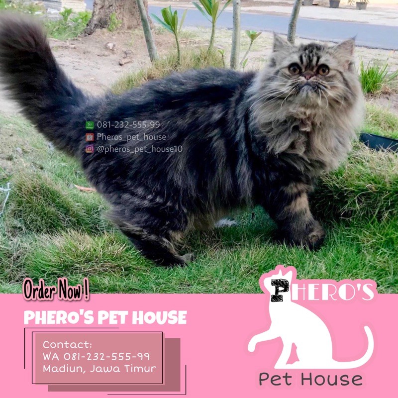 Kucing Persia Flatnose Black Smoke Joss Shopee Indonesia