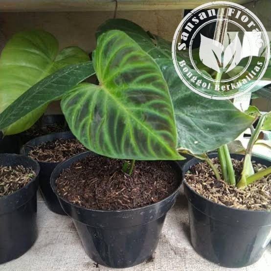 New Promo Bonggol Philodendron verrucosum / Bibit verrucosum