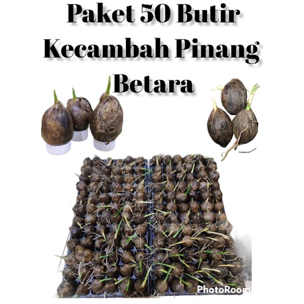50 butir Kecambah Pinang Betara Unggul