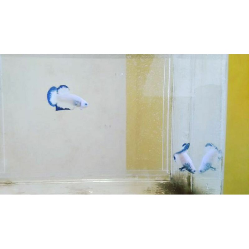 

ikan cupang bluerim grade line thailand