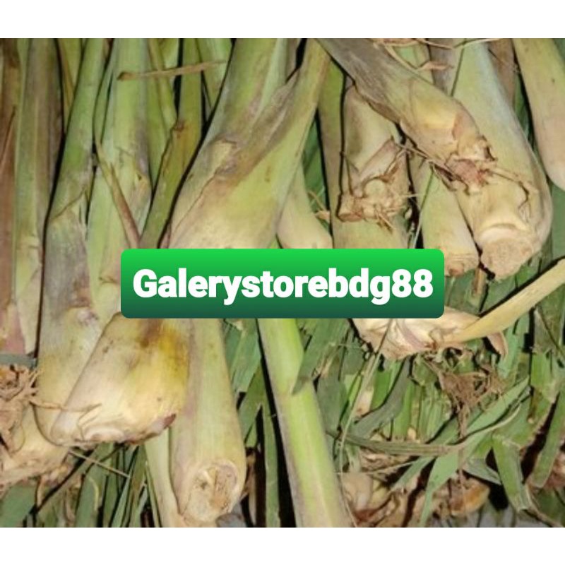 Bibit sereh gajah sereh bangkok sereh jumbo isi 10 pohon