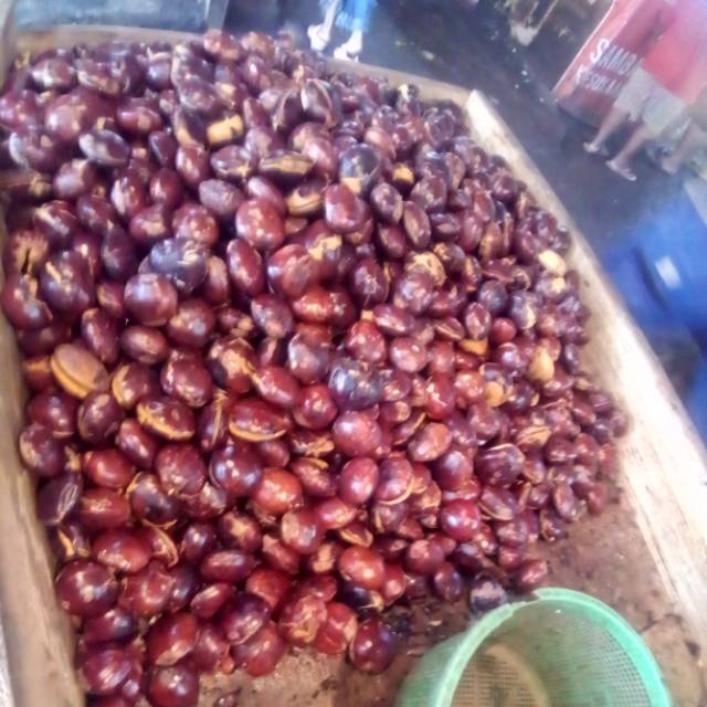 

Jengkol