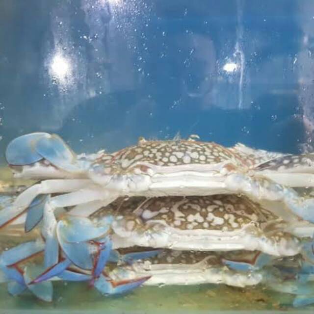 

Rajungan live size 6/7