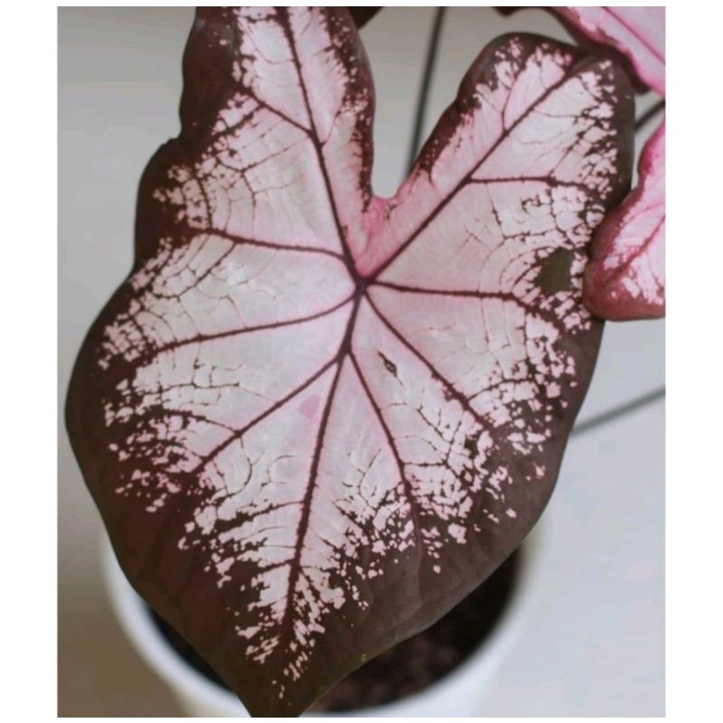 Umbi Caladium Julantrekoon - keladi hias hybrid import