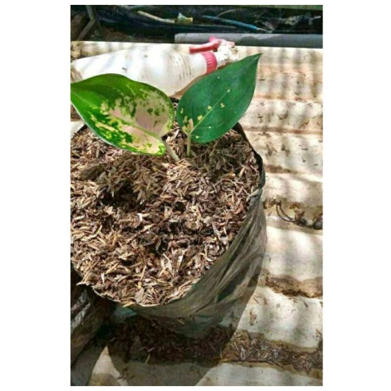 anakan aglonema sultan brunei 1-2 daun