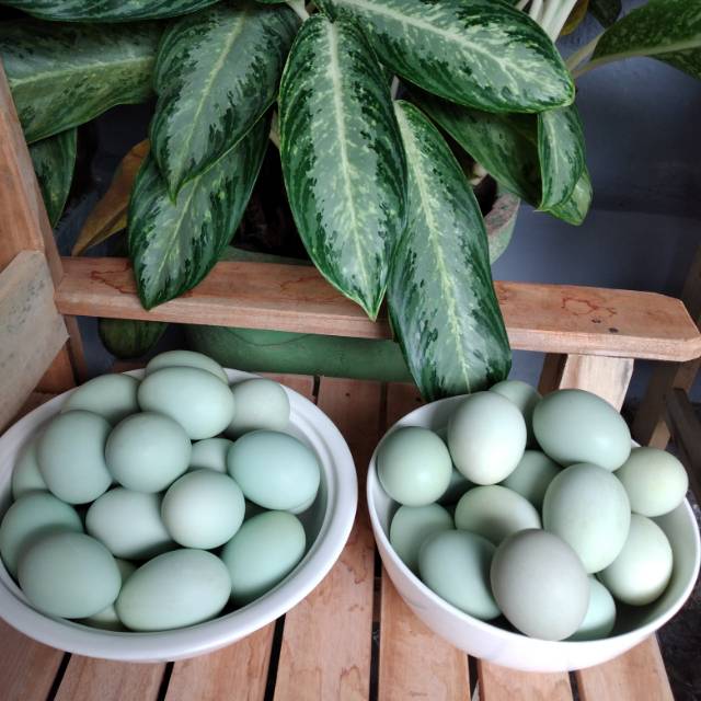 

Telor Asin LA1