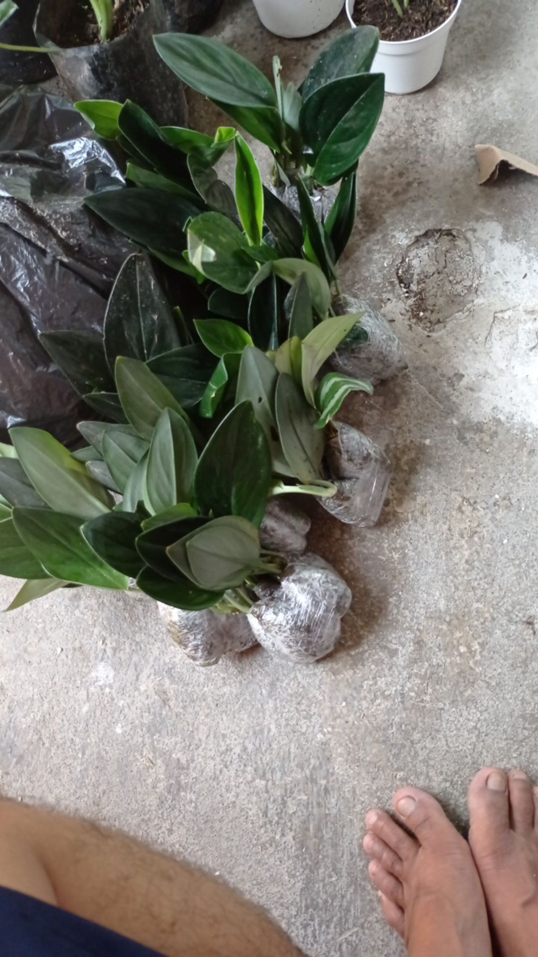 Scindapsus Trubii Drak