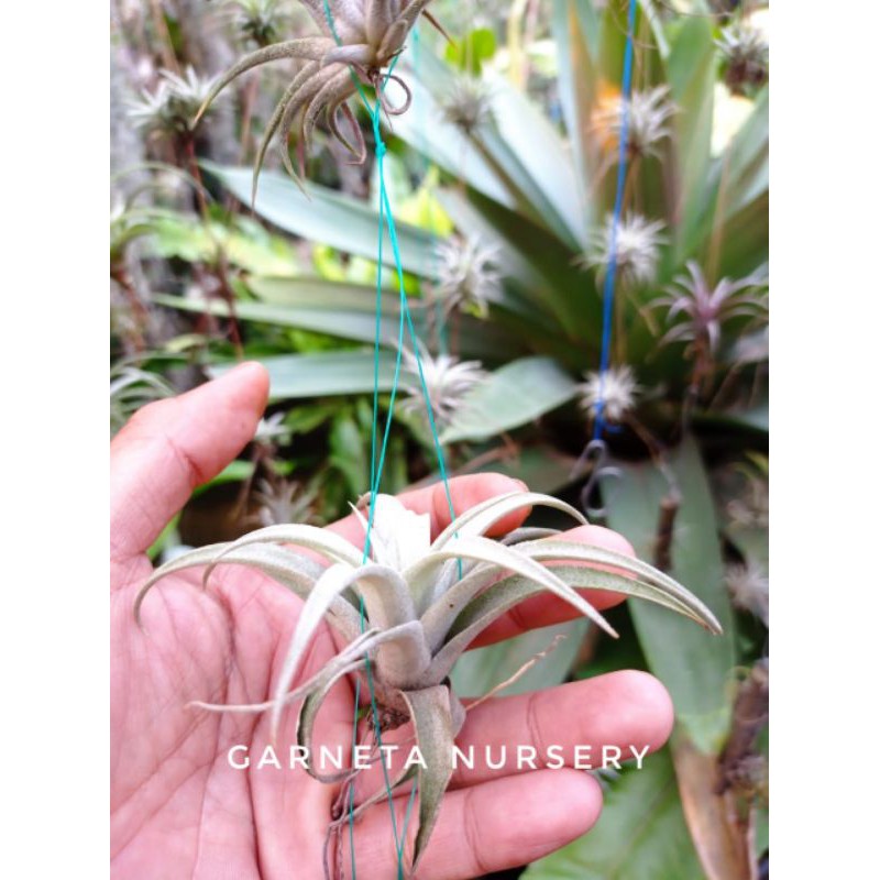 Tillandsia Capitata Siver Rose