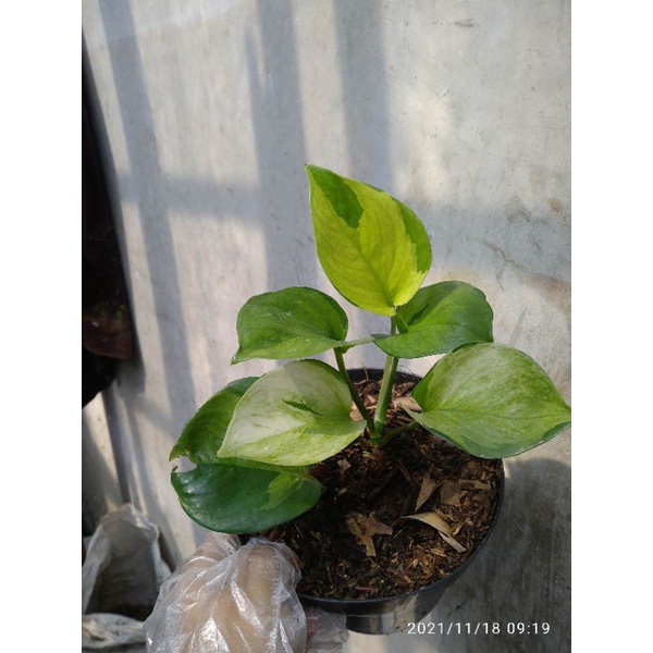 epipremnum manjula kuning