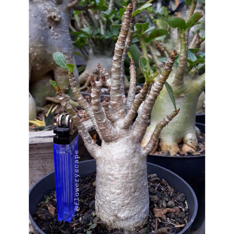 Adenium rcn