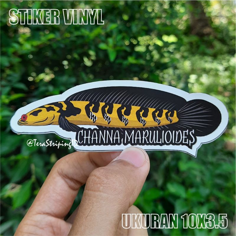 Stiker Aquarium Channa Marulioides Yellow Sentarum Stiker Snakehead