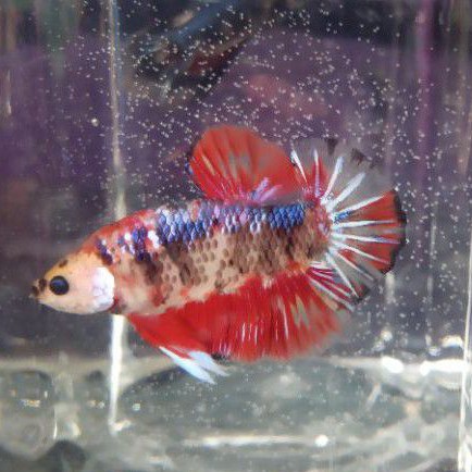 .Cupang koi nemo galaksi multi emerald