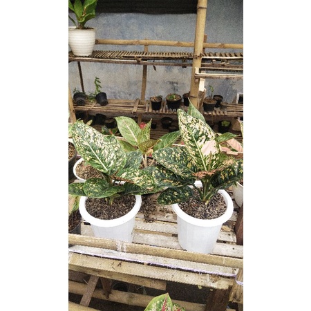 Aglaonema Ruby compakta