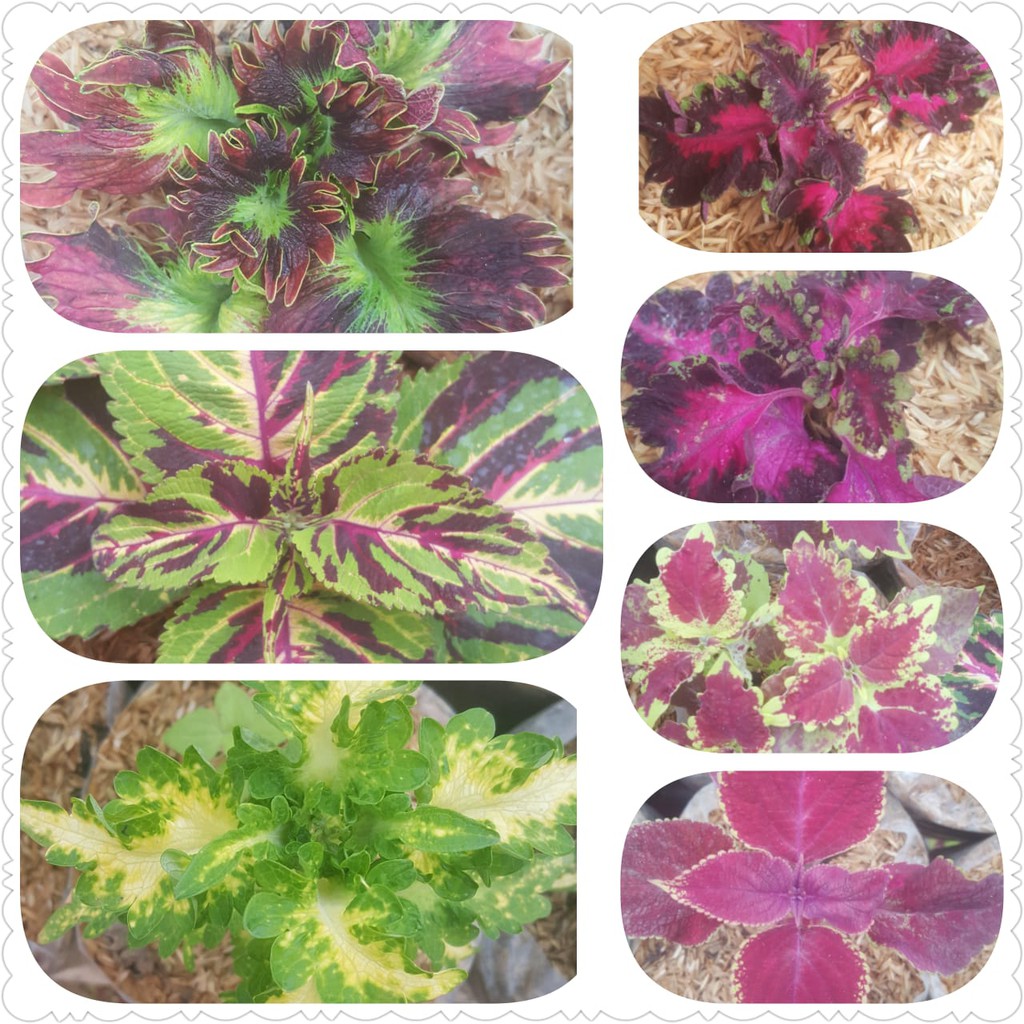 Tanaman hias miana atuw jawer kotok 1 paket 7 warna