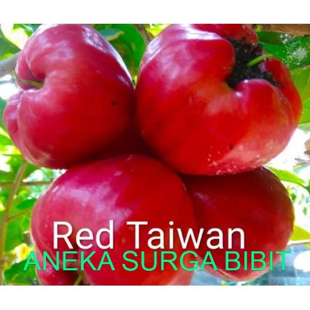 

jambu air red taiwan super manis import