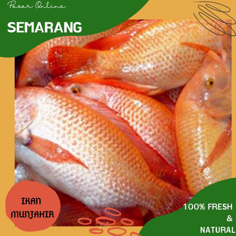 

1KG Ikan Munjahir / Ikan Munjaer /Munjair / Hasil Laut Segar /Seafood / Sea Food Semarang / Murah