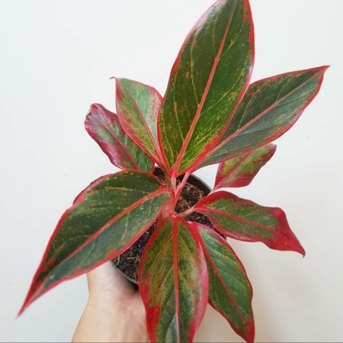 Aglonema Siam Aurora 'Red Lipstik' / Tanaman Hias Indoor