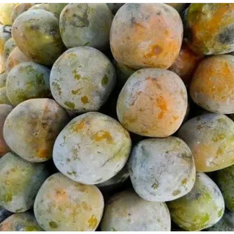 Bibit buah kesemek cangkok cepat berbuah.