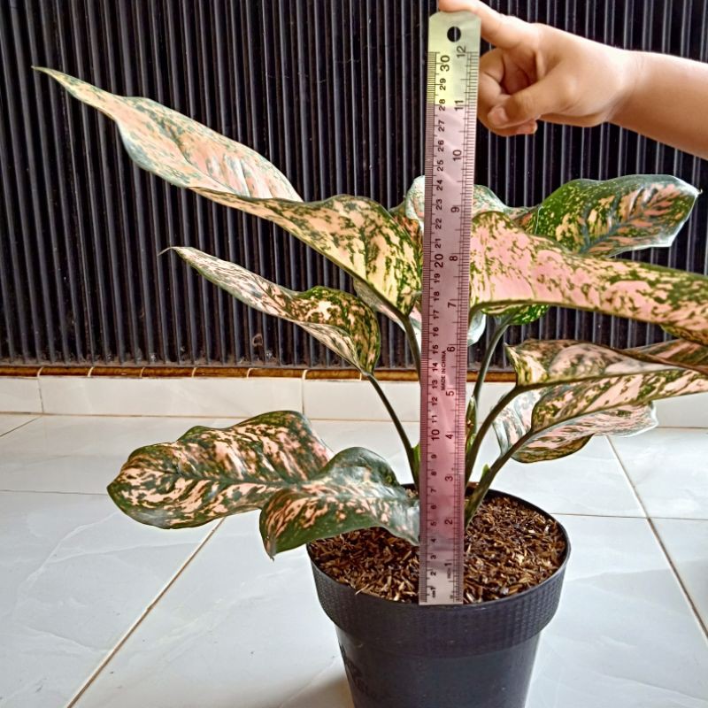 Aglonema Lady Valentine Jumbo