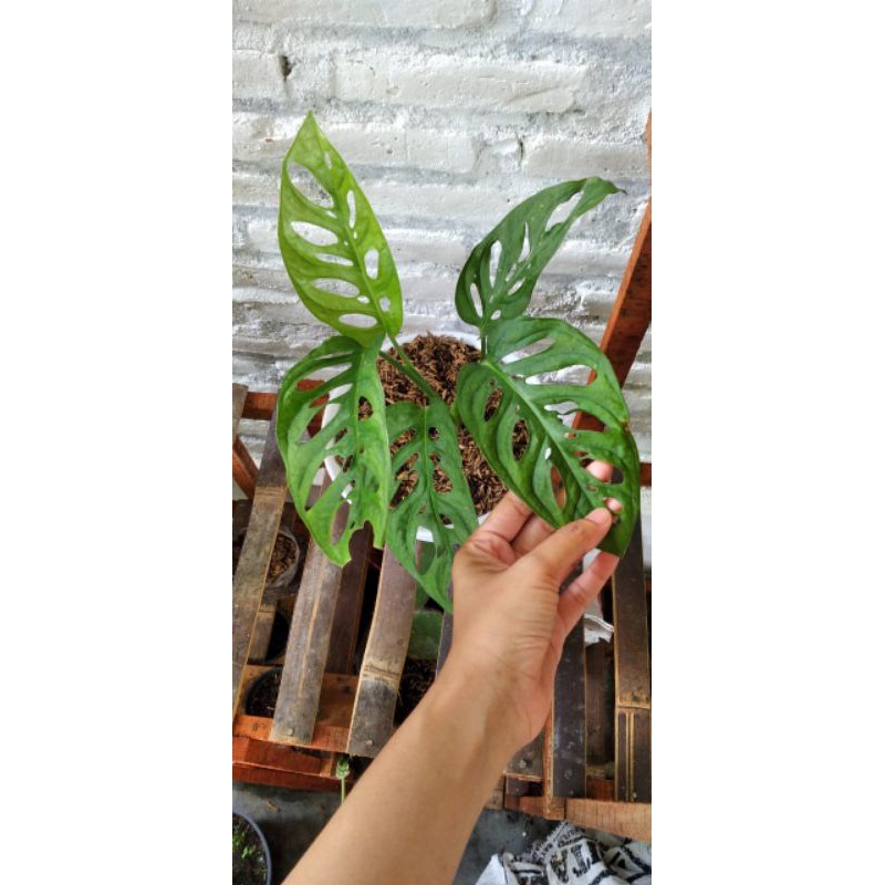 Monstera Acuminata