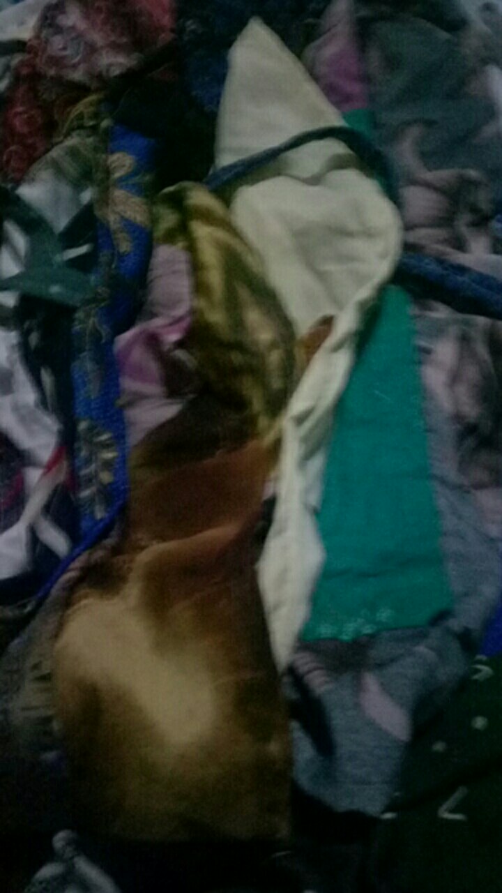 Sarung Bantal Murah Wolfis Perca