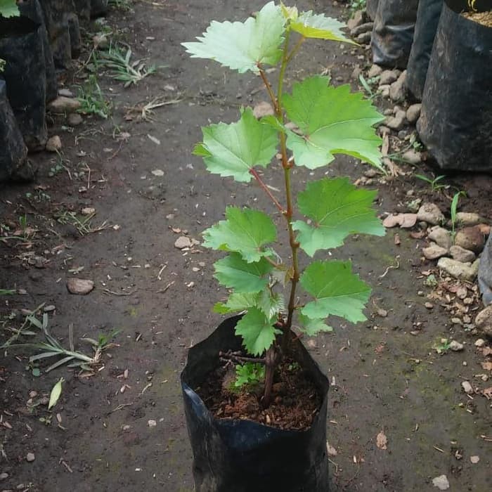tanaman anggur / pohon rambat tanaman anggur bibit pohon anggur 35 cm