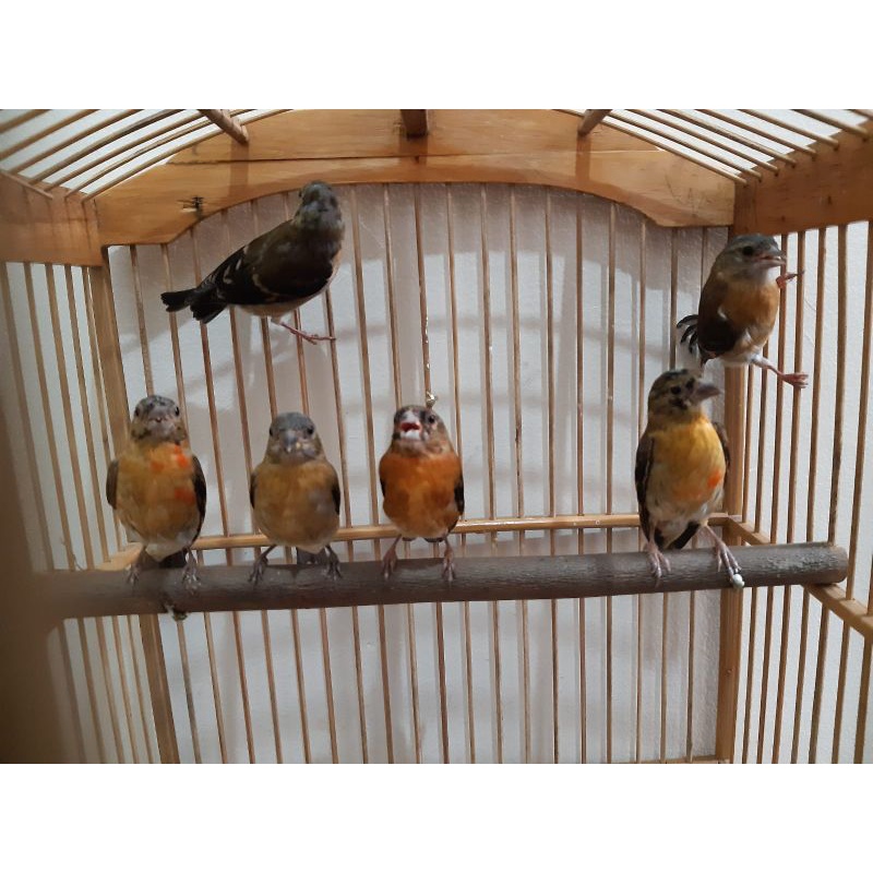 red siskin Klasik fik sepasang usia3 bln