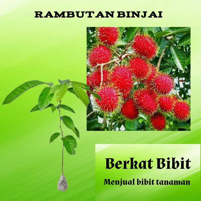 Tanaman Rambutan Binjai Berbunga