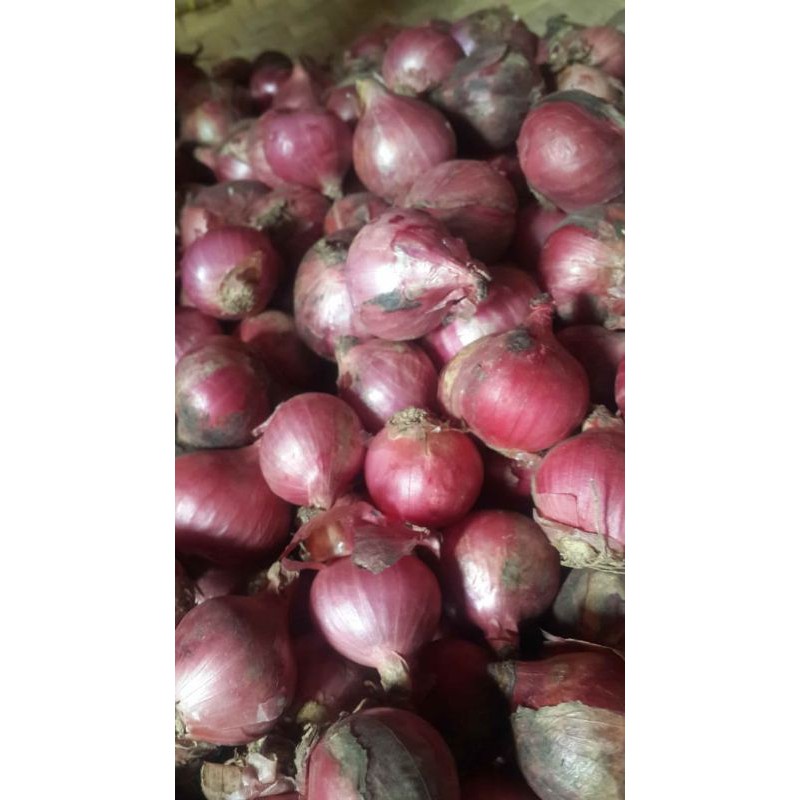 

bawang merah super kering