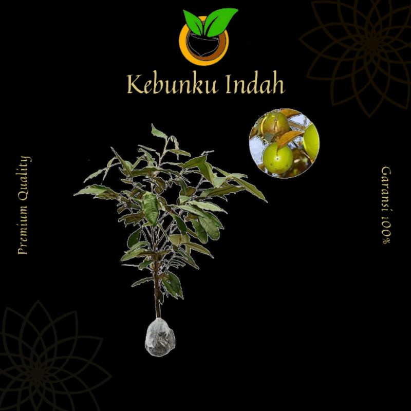 BIBIT BUAH SAWO KENITU HIJAU SAWO APEL SAWO SUSU SEEDLING SEMAI BIJI