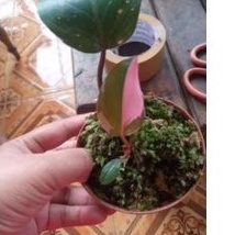 anturium hokeri black dan pink ,pink princes-,beby veitchy,anderson