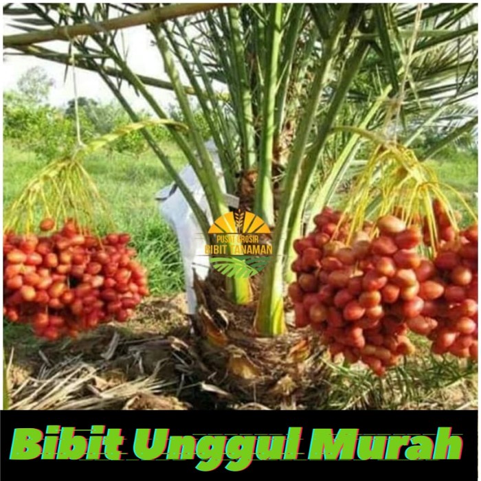 Asli! Bibit kurma kl1 Terlaris