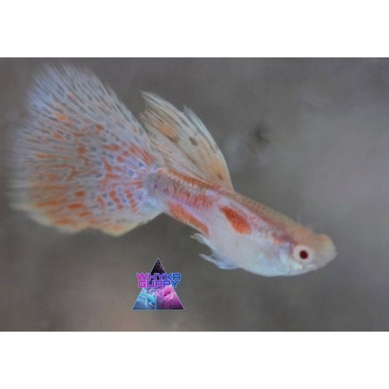 Ikan Guppy Albino Redgrass Ikan Hias