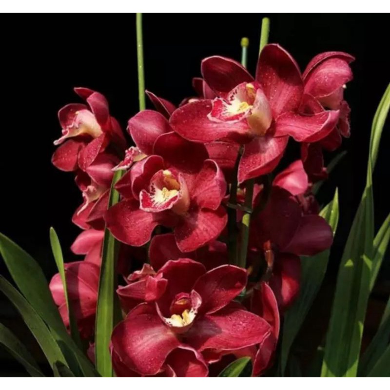 Cymbidium Aussie Red Kondisi Spike