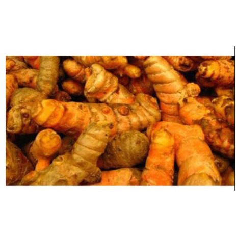 

Grosir 500 gram Kunyit Segar Murah
