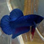 CUPANG AVATAR GORDON DENGAN FCCP ARMY GOLD VIETNAM ANAKAN