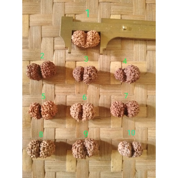 Paket Rudraksha Gauri nomor 2 nomor 7 dan Mukhi 11