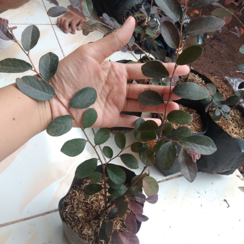 tanaman hias serut merah