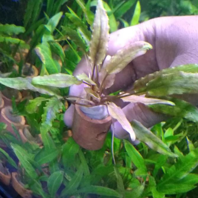 Produk Unggulan] Cryptocoryne Wendtii Brown