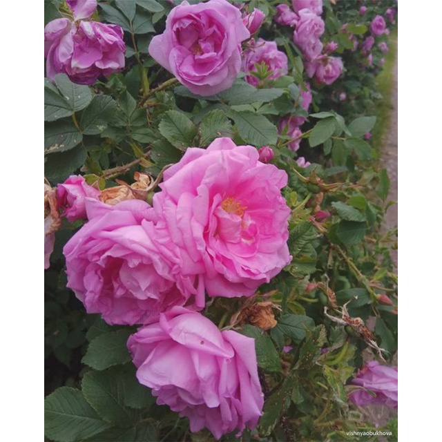 Tanaman hidup Bibit Bunga Mawar Import Damascena-Mawar import- mawar import-Mawar import murah-Mawar