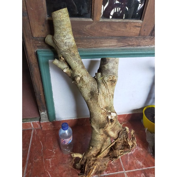 bahan bonsai dongkelan Amplas Putih jumbo 8kg