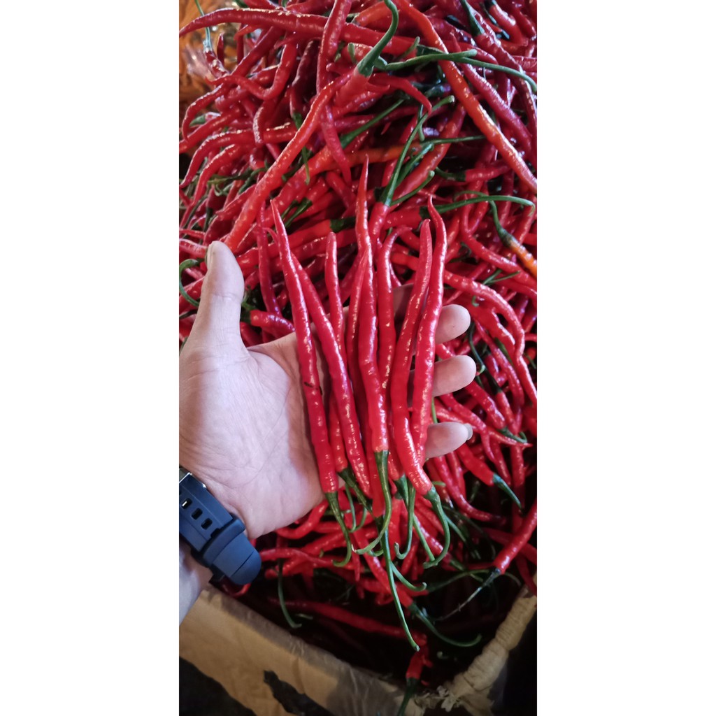 

Cabe Merah Keriting TKX 250 gram 500 gr 1 kg, Cabai Abang Lombok Kriting ½kg Fresh segar setiap hari