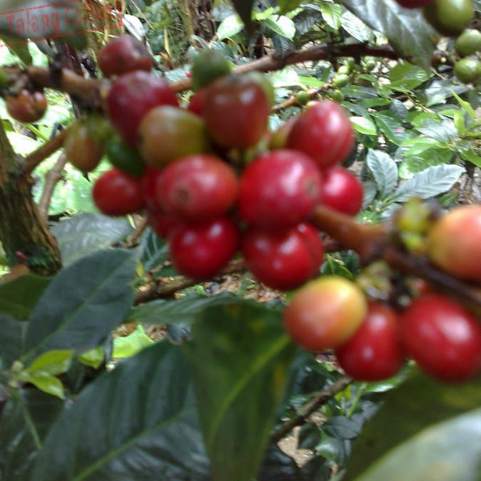 Unggul 1 Kg Benih Biji Kopi Arabika Ateng Super Super