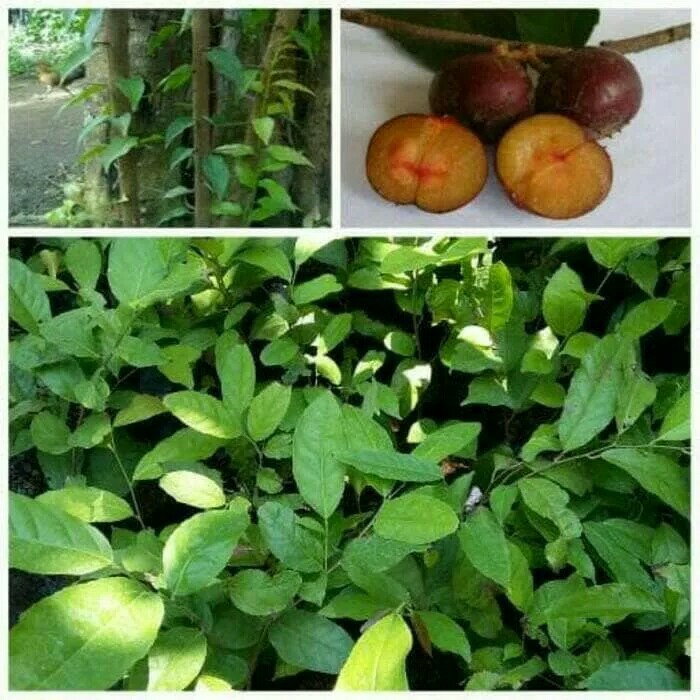 bibit tanaman buah rukem