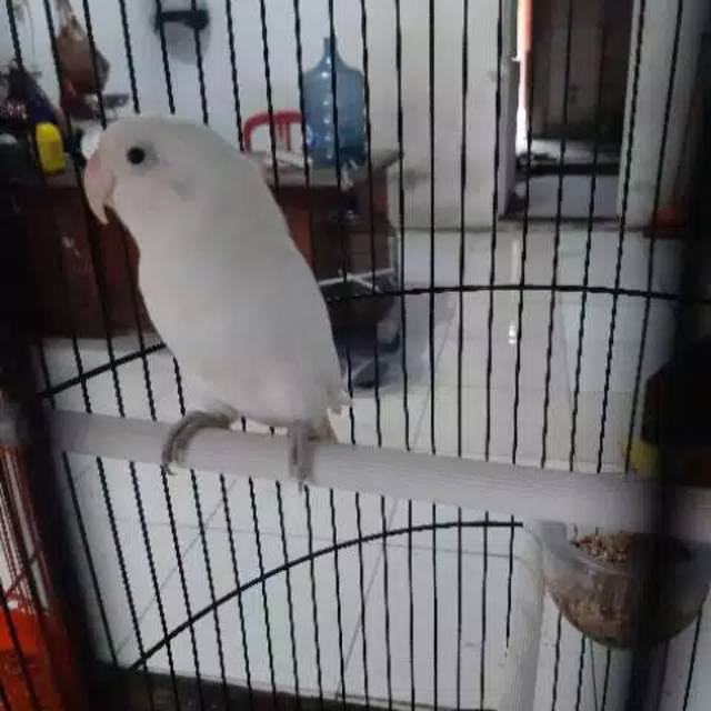 Burung Lovebird Albino Mata Hitam